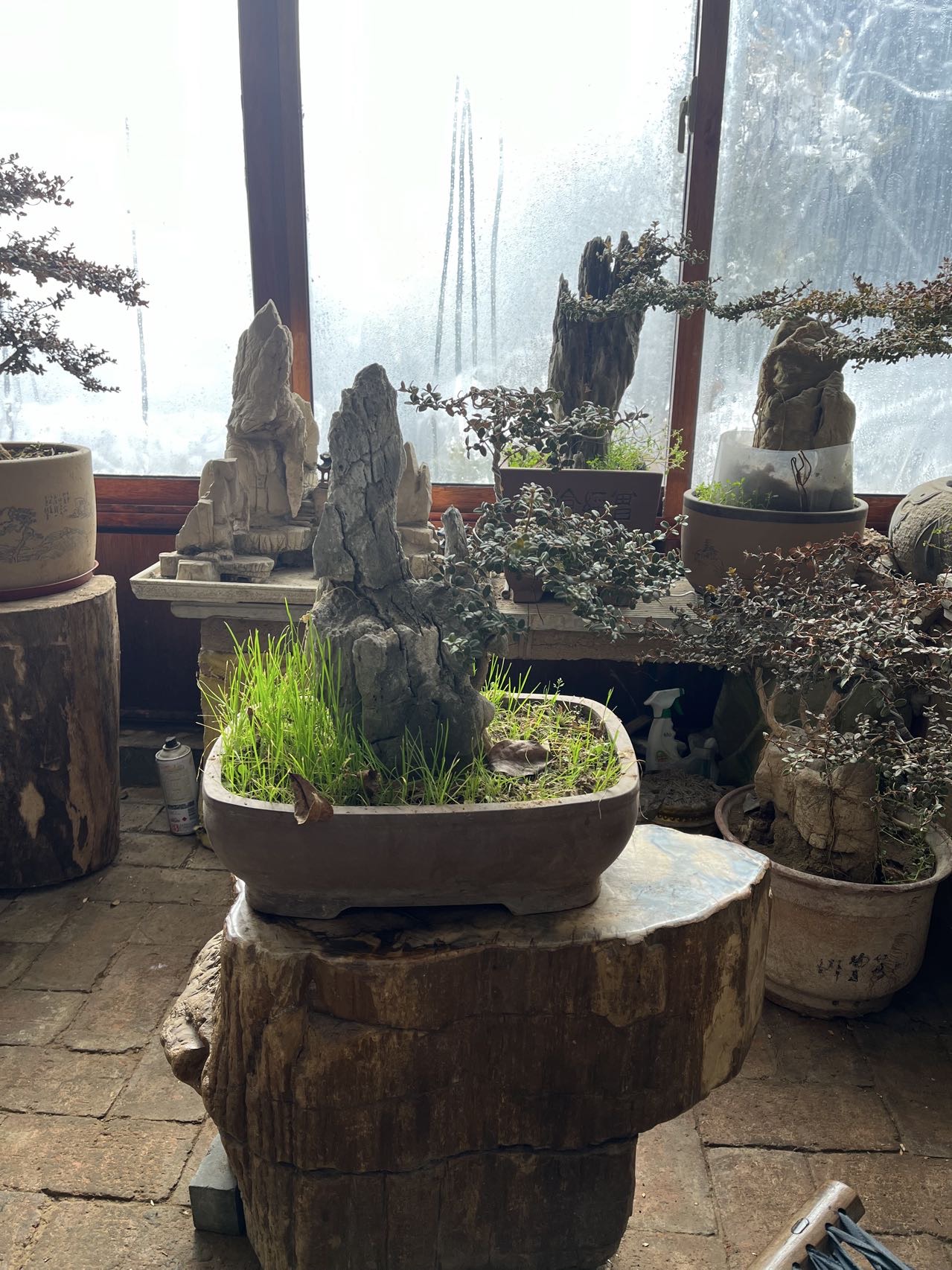 繁育基地实景 - 温室假山盆景