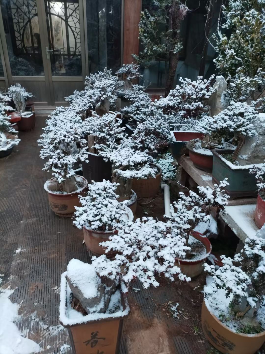繁育基地实景 - 雪中盆景露天越冬