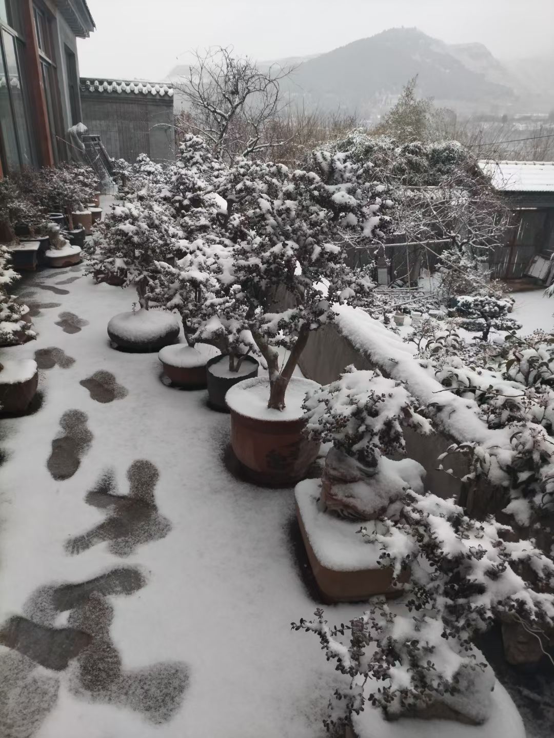 繁育基地实景 - 露天盆景雪景全貌